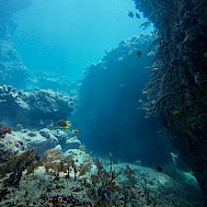 Diman_Diver/Shutterstock